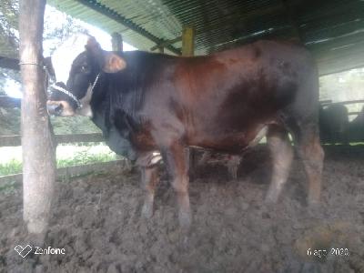 Venta de ternero desteto