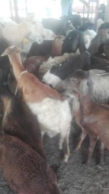 venta de lote de ovejas