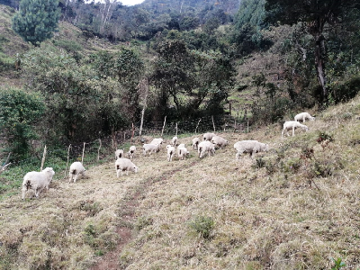 carne de ovino en pie, precio por libra 5.000
