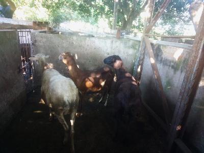 En venta lote de carner@s 