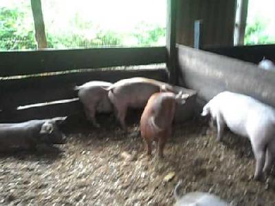 Venta de cerdo en pie x kl