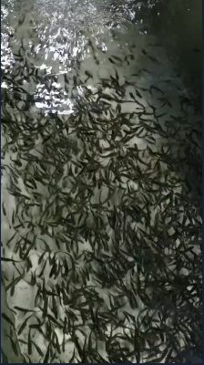 ALEVINOS DE TRUCHA ARCOIRIS X UNIDAD