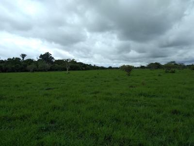 Finca sabana en paz de ariporo Casanare
