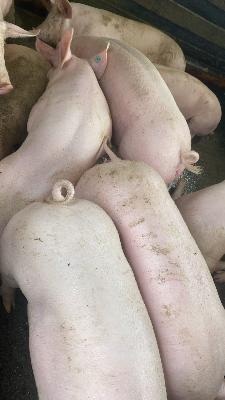 Venta de cerdo en pie