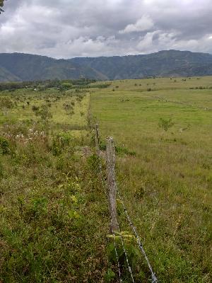 SE Vende finca ganadera pitalito municipio saladoblanco