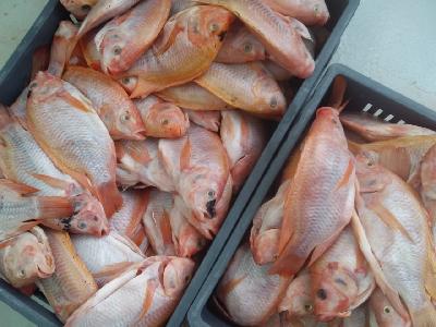 TILAPIA Y CACHAMA X KG