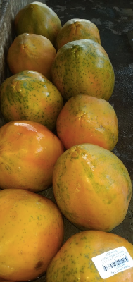 Papaya Maradol