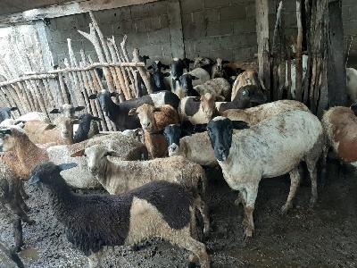 Ovinos en Pie y en canal