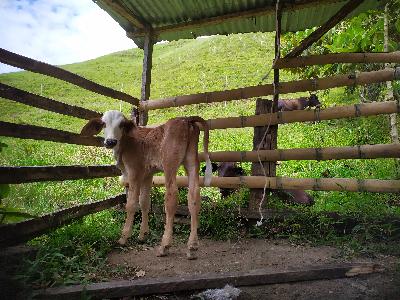 Ganado Bovino en pie