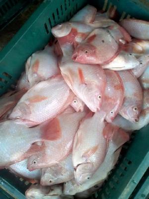 TILAPIA ROJA