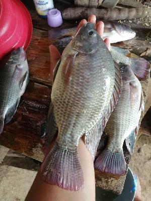 Mojarra, carpa y cachama