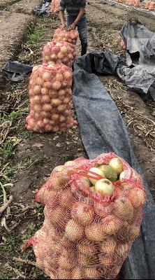 Cebolla cabezona pelada