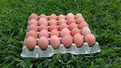 Huevo Campero De Gallinas Al Pastoreo.